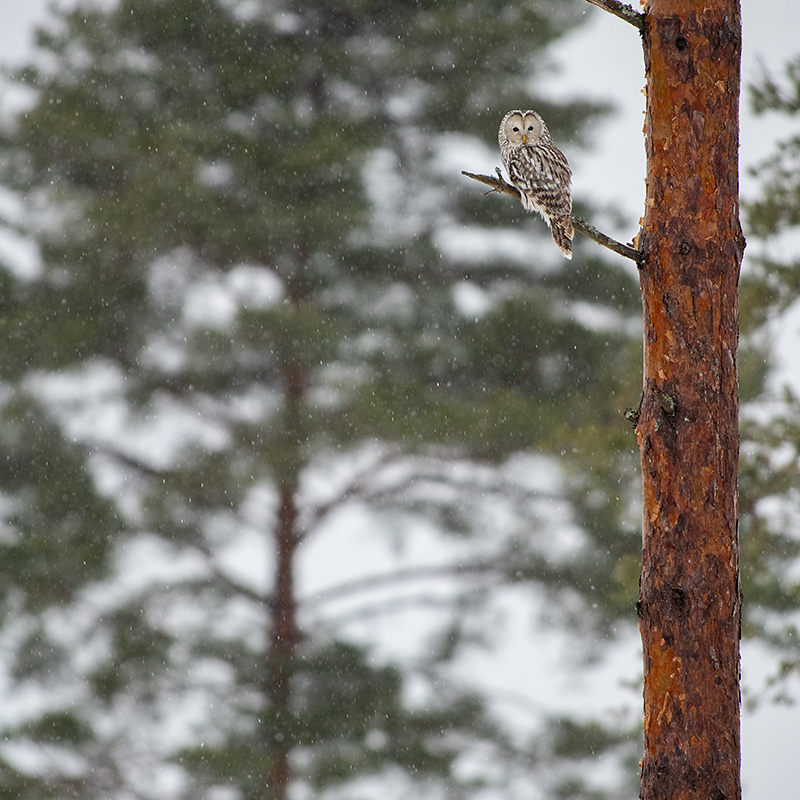 Händkakk lumesajus